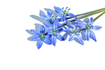 On a white isolated background, a flower of Scylla sibirica (scilla) blue.