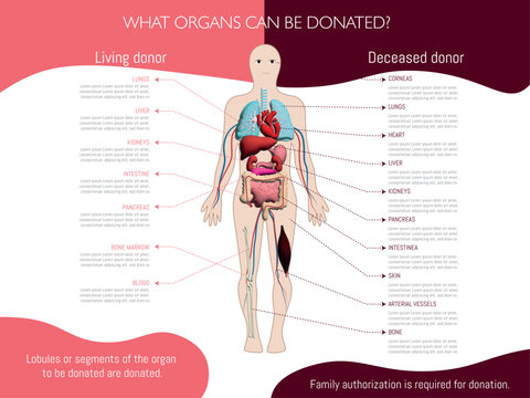Infographic about which organs can be donated depending on whether you are a living or deceased donor; indicated in a diagram of a human body on a white background.