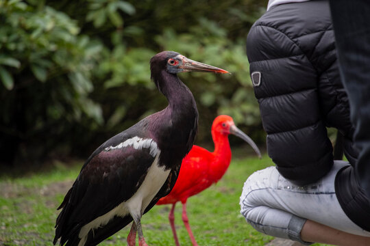 The Abdim's stork and red ibis in Walsrode Bird Park. Ciconia abdimii