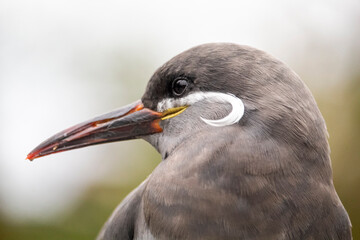 Inca Tern, Larosterna inca, captive