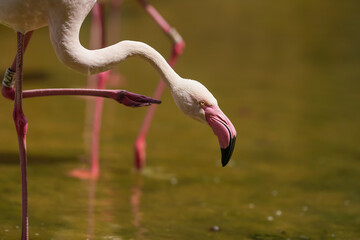 Pink greater flamingo walking in shallow water, closeup detail to head, taken at zoo
