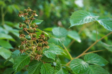 Green unripe blackberries growing on a shrub in garden, closeup detail