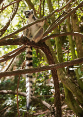 Ring-tailed lemur (Lemur catta) sitting on tree in their natural habitat Madagascar forest