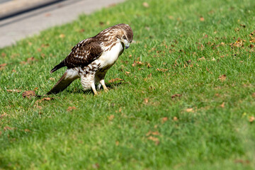 Red Tail Hawk Closeup Hunting a Juvenile Snake