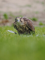 Saker Falcon enjoying her meal