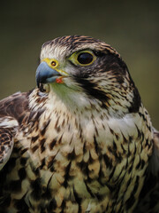 Saker Falcon Portrait