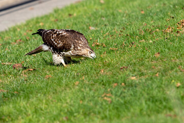 Red Tail Hawk Closeup Hunting a Juvenile Snake