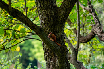 Squirrel in the park 