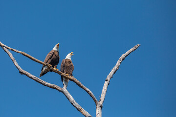 Pair of Bald Eagles Perched in a Bare Tree