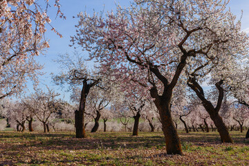A field of blossoming almond trees.