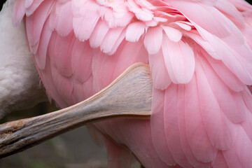 Roseate Spoonbill wading in a shallow lagoon. Platalea ajaja - Powered by Adobe