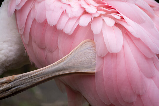 Roseate Spoonbill wading in a shallow lagoon. Platalea ajaja