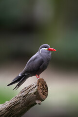 Inca Tern, Larosterna inca, captive