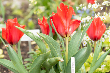 Fototapeta premium Tulipa Kaufmanniana in Zurich in Switzerland