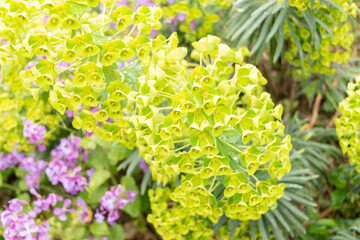 Cypress spurge or Euphorbia Cyparissias in Zurich in Switzerland