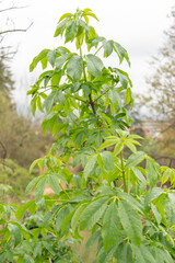 California Buckeye or Aesculus Californica in Zurich in Switzerland