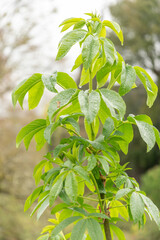 Obraz premium Unknown green plant in Zurich in Switzerland