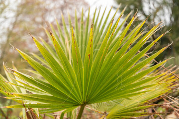 Mexican fan palm or Washingtonia Robusta in Zurich in Switzerland