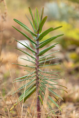 Gopher Spurge or Euphorbia Lathyris in Zurich in Switzerland