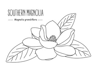 Southern magnolia outline vector. Hand drawn Magnolia grandiflora isolated on white background. Floral vector sketch of Magnolia with leaves. Minimal line drawing. Vector illustration - obrazy, fototapety, plakaty