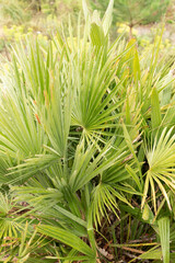 European fan palm or Chamaerops Humilis in Zurich in Switzerland