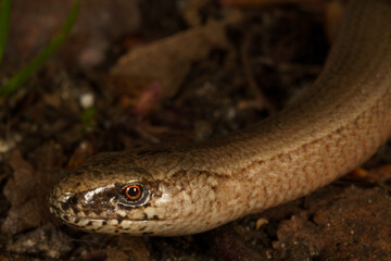 macro from a slow worm, Anguis fragilis