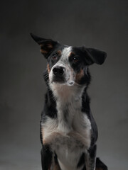 Naklejka na ściany i meble funny dog on gray background. Happy border collie in the studio. pet portrait