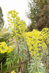 Albanian spurge or Euphorbia Characias in Zurich in Switzerland