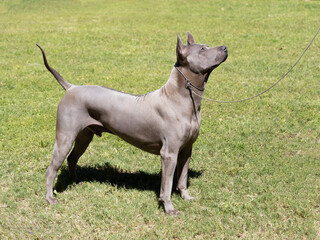 Portrait of Thai Ridgeback purebred dog of gray color on the grass
