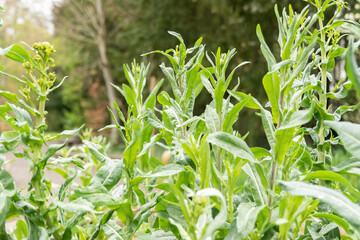 Dyers woad or IsatisTinctoria plant in Zurich in Switzerland