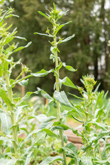 Dyers woad or IsatisTinctoria plant in Zurich in Switzerland