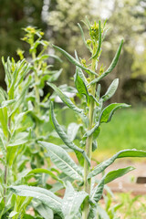 Dyers woad or IsatisTinctoria plant in Zurich in Switzerland