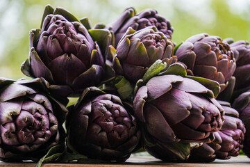  Beautiful Globe Artichokes (Cynara cardunculus var. scolymus), also known by the names French...
