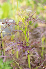 Red mustard or Brassica Juncea plant in Zurich in Switzerland