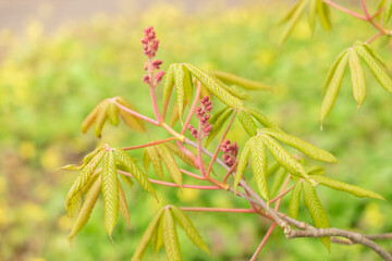 Red Buckeye or Aesculus Pavia tree in Zurich in Switzerland