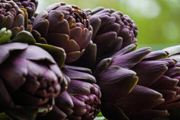  Beautiful Globe Artichokes (Cynara cardunculus var. scolymus), also known by the names French artichoke and green artichoke, in colors of green and purple, piled up on a wooden table   