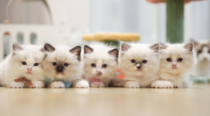 Five ragdolls kitten relax on the floor. © Paweena