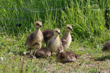 A beautiful animal portrait of a group of Goslings