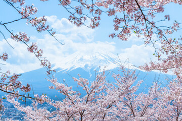 桜と富士山