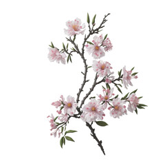 Obraz premium Sakura Cherry Blossom Branch, Light Pink, Clip Art Transparent PNG, Spring