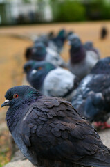 Pigeons in line