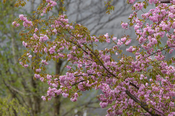 Japanische Kirschenblüten Strauch.