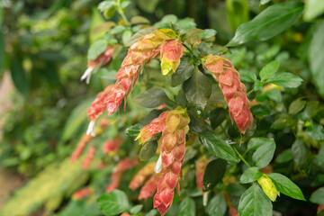 Mexican shrimp plant or Justicia Brandegeeana in Zurich in Switzerland