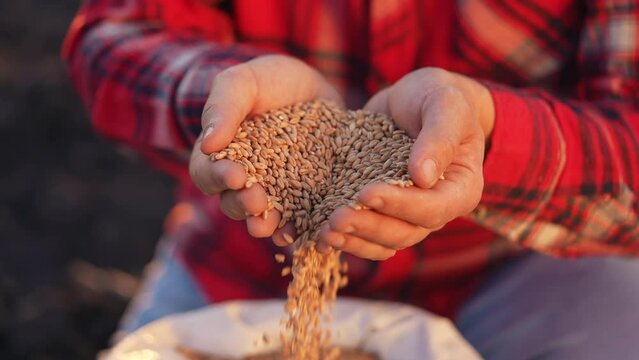 agriculture. farmer holding grain barley wheat close-up slow motion video. agriculture business concept. farmer is going to sow barley soil grain next to bag of grain for sowing crop in agricultural