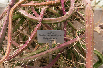 Queen of the night cactus or Selenicereus Grandiflorus in Zurich in Switzerland