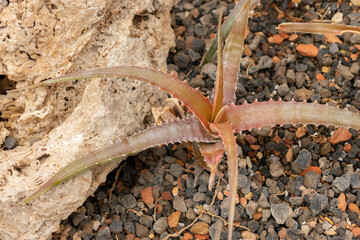 Hechtia Rosea plant in Zurich in Switzerland