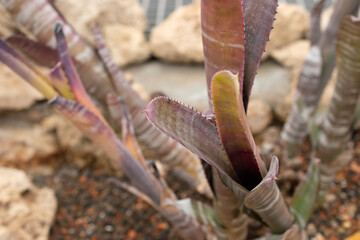 Billbergia Magnifica plant in Zurich in Switzerland