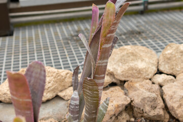Billbergia Magnifica plant in Zurich in Switzerland
