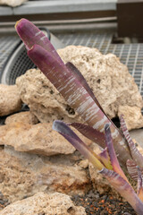 Billbergia Magnifica plant in Zurich in Switzerland