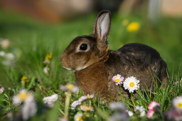 brown bunny portrait on grass and spring flowers